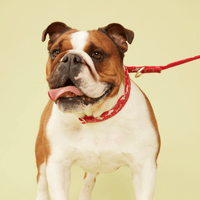 Thumbnail for DOG COLLAR - FESTIVE RED PRINT