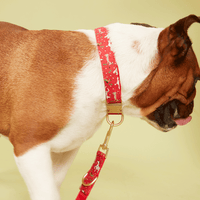 Thumbnail for DOG LEAD - FESTIVE RED PRINT