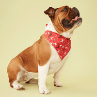 Thumbnail for DOG BANDANA - FESTIVE RED PRINT