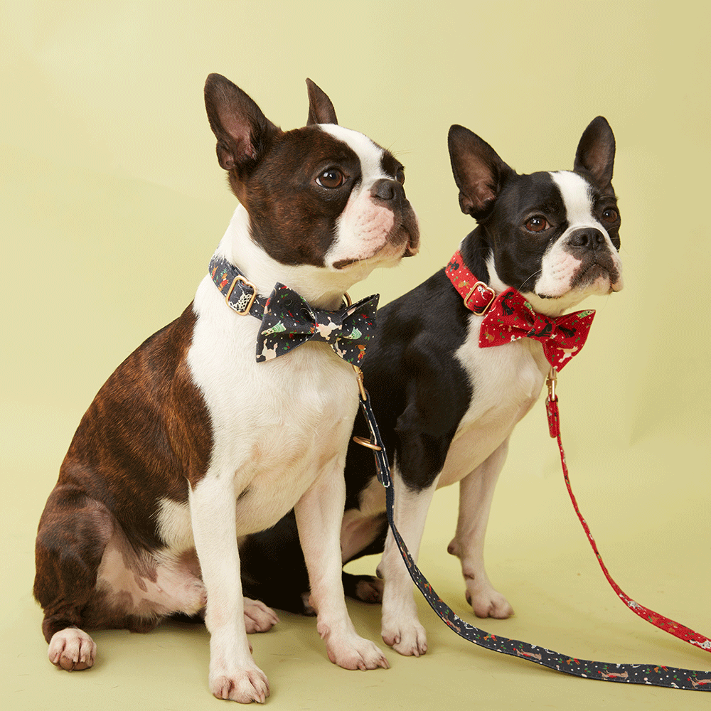DOG LEAD - FESTIVE NAVY PRINT