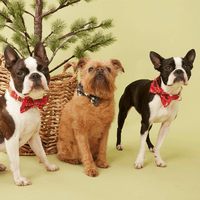 Thumbnail for DOG BOW TIE - FESTIVE NAVY PRINT