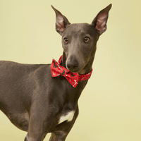 Thumbnail for DOG BOW TIE - FESTIVE RED PRINT