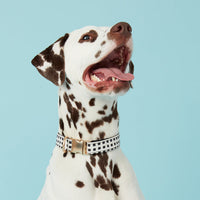 Thumbnail for DOG COLLAR - BLACK & WHITE CHECK