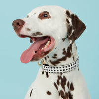 Thumbnail for DOG COLLAR - BLACK & WHITE CHECK