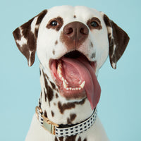 Thumbnail for DOG COLLAR - BLACK & WHITE CHECK