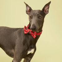 Thumbnail for DOG COLLAR - FESTIVE RED PRINT