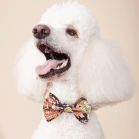 Thumbnail for DOG BOW TIE - BLACK FLORAL PRINT