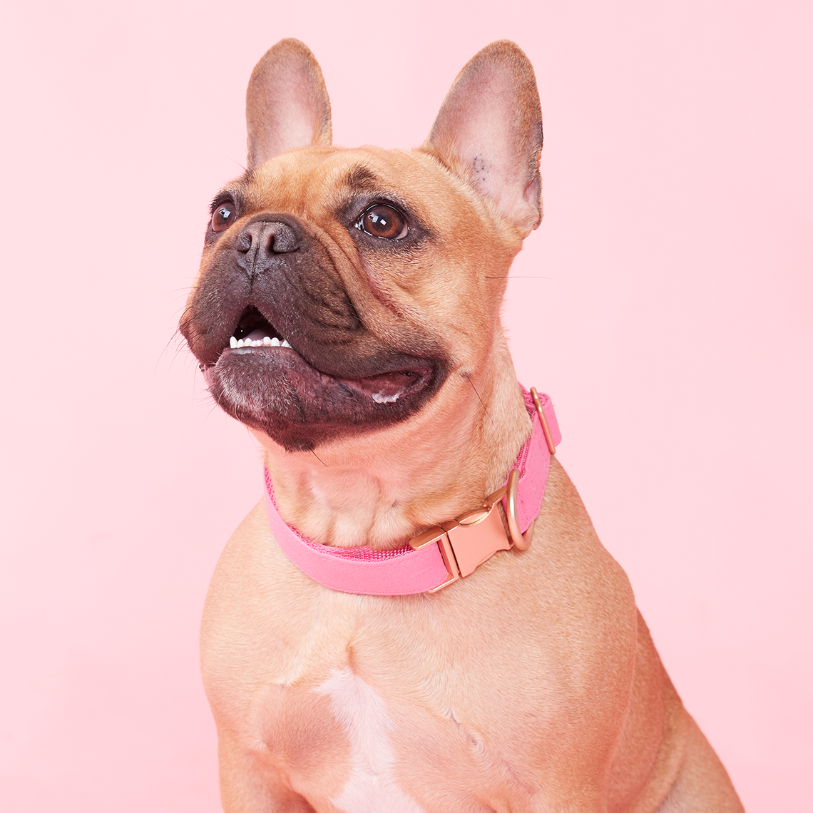 DOG COLLAR - AZALEA PINK