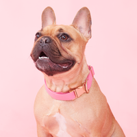 Thumbnail for DOG COLLAR - AZALEA PINK