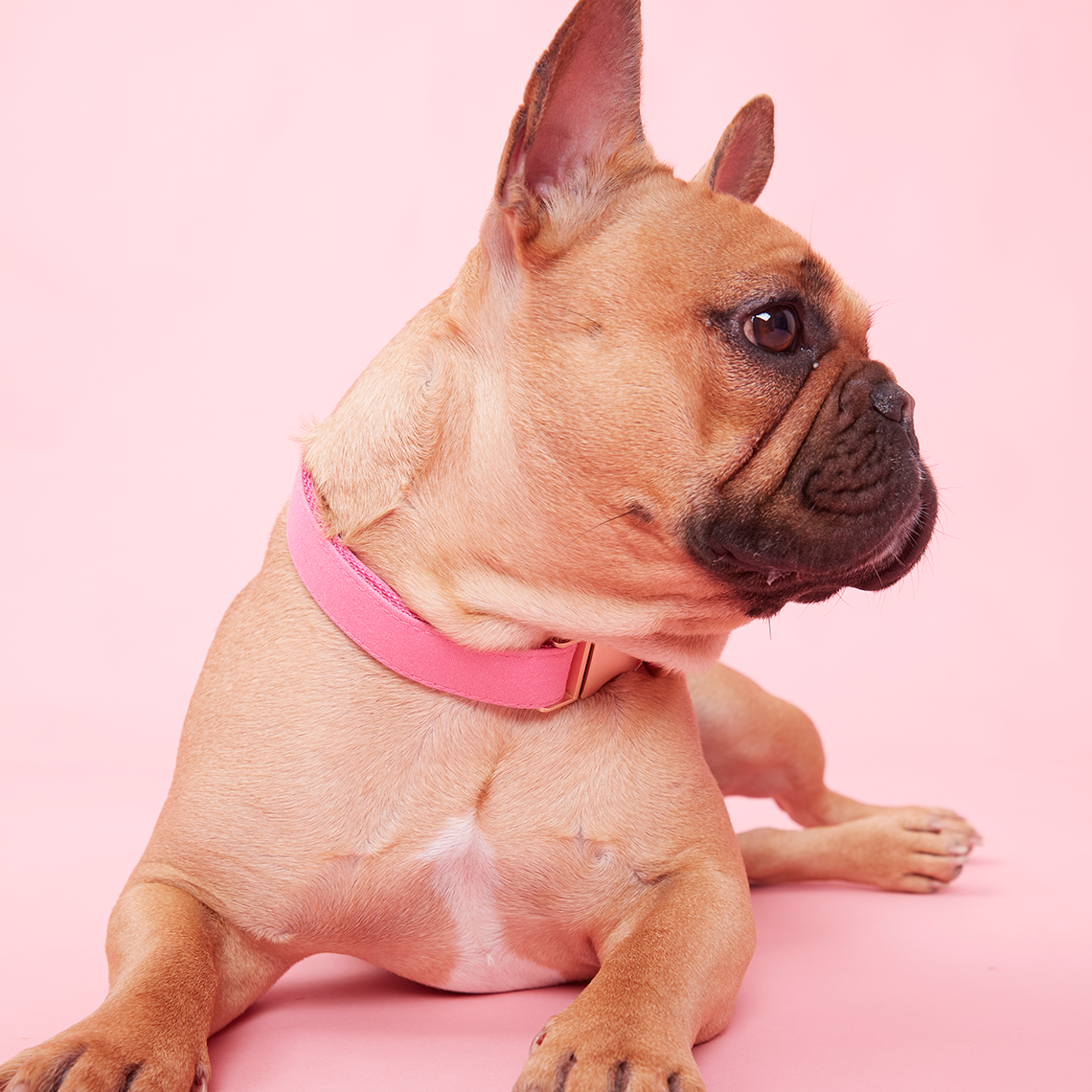 DOG COLLAR - AZALEA PINK