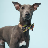 Thumbnail for DOG BOW TIE - BLACK FLORAL PRINT
