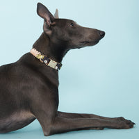 Thumbnail for DOG COLLAR - BLACK FLORAL