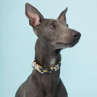 Thumbnail for DOG COLLAR - BLACK FLORAL