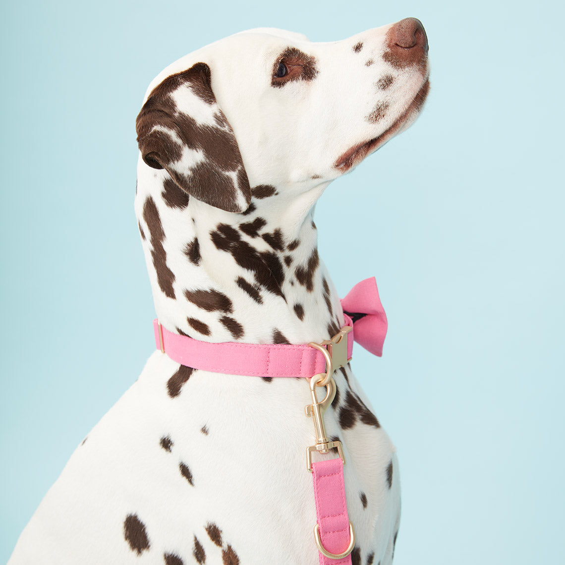 DOG COLLAR - AZALEA PINK