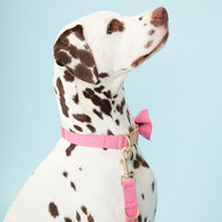 Thumbnail for DOG COLLAR - AZALEA PINK