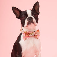Thumbnail for DOG BOW TIE - FLORAL PRINT PINK
