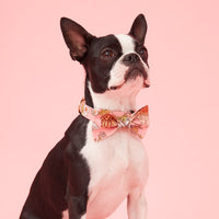 Thumbnail for DOG COLLAR - FLORAL PRINT PINK