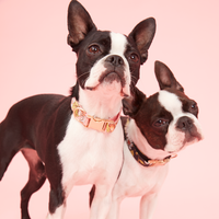 Thumbnail for DOG COLLAR - FLORAL PRINT PINK