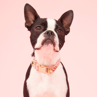 Thumbnail for DOG COLLAR - FLORAL PRINT PINK