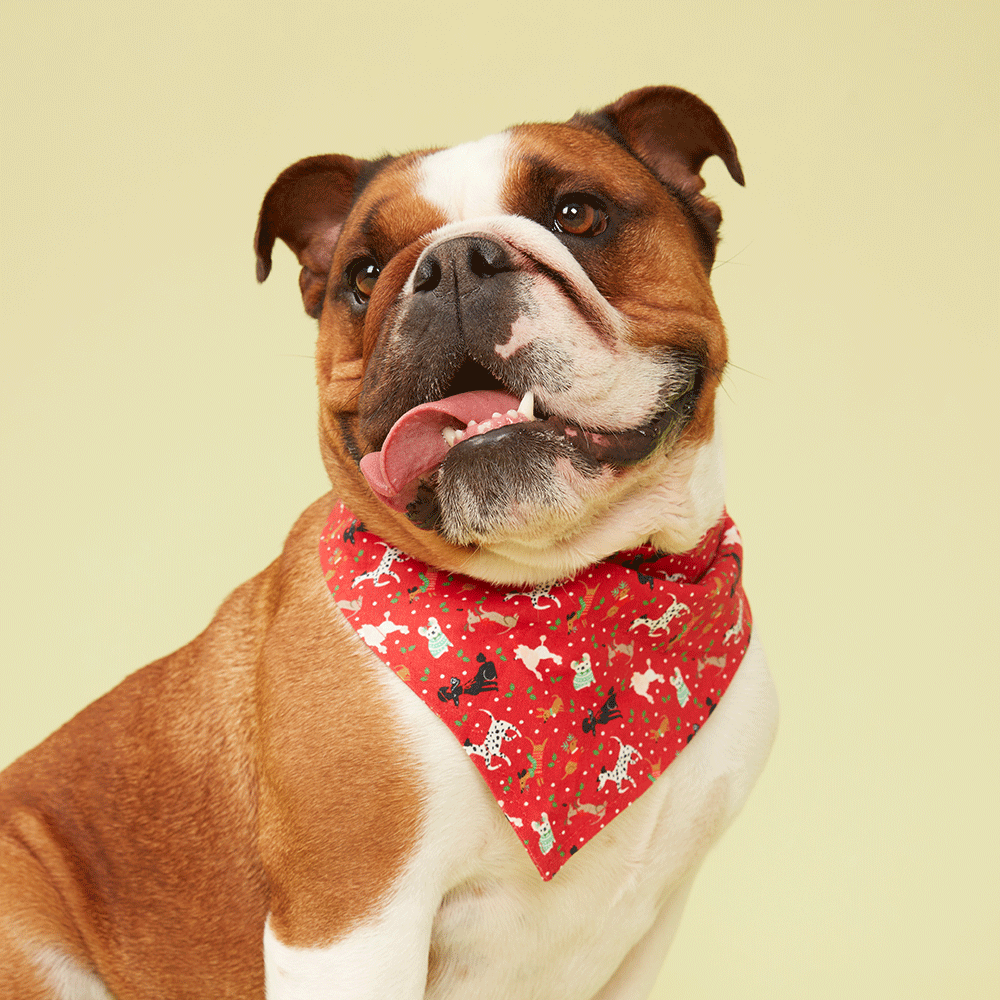 DOG BANDANA - FESTIVE RED PRINT