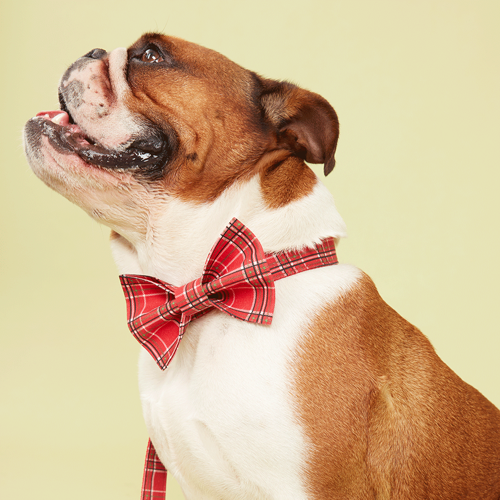 DOG BOW TIE - RED CHECK
