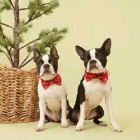 Thumbnail for DOG BOW TIE - FESTIVE RED PRINT
