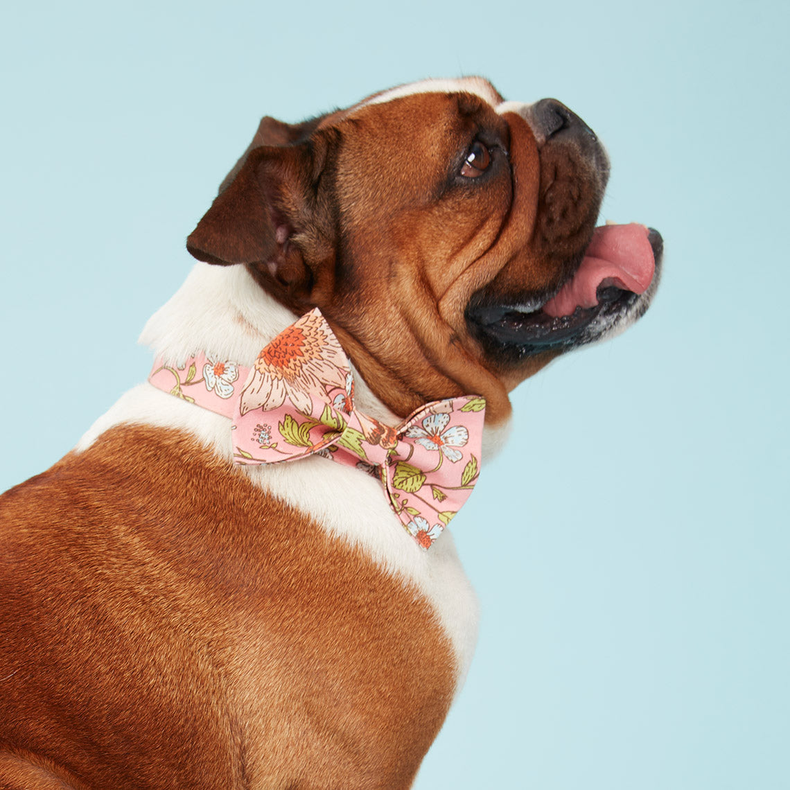 DOG BOW TIE - FLORAL PRINT PINK