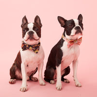 Thumbnail for DOG BOW TIE - BLACK FLORAL PRINT